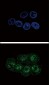 Phospho-STAT3(S727) Antibody